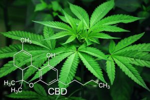 CBD – co to jest i jakie ma właściwości?