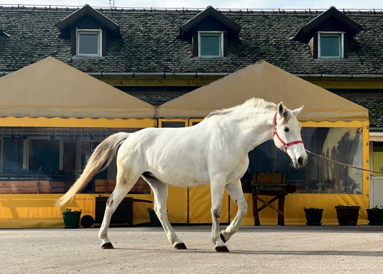 a white horse walking in front of a building